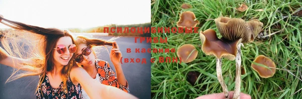 стафф Кодинск
